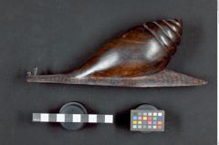Foto (Seitenansicht) von Riesenschnecke 2 (NHMW-ZOO-MO-0081100-ETH-128)